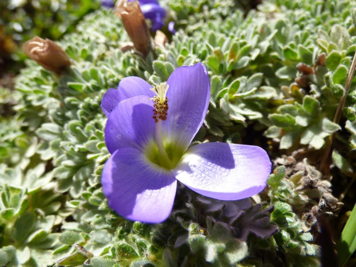 מלון פאפאלקטה Sol De Piedra מראה חיצוני תמונה